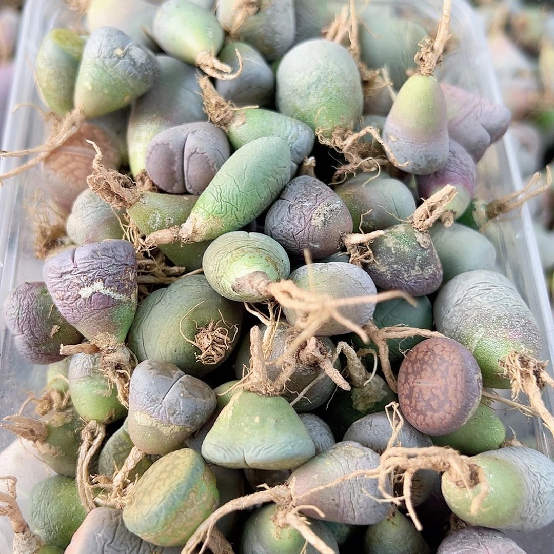 8650四年生石花母本120有大有小有瑕疵如图特价处理