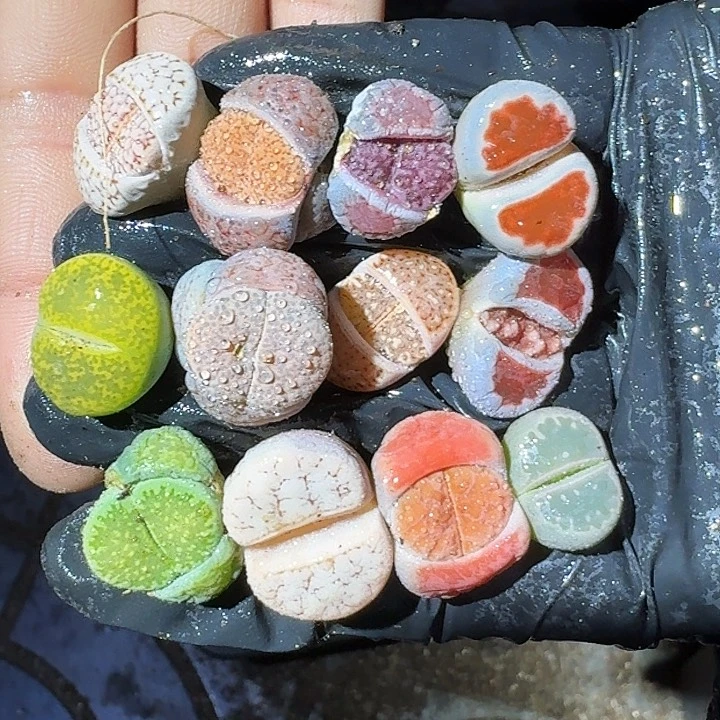 生石花22222。  176