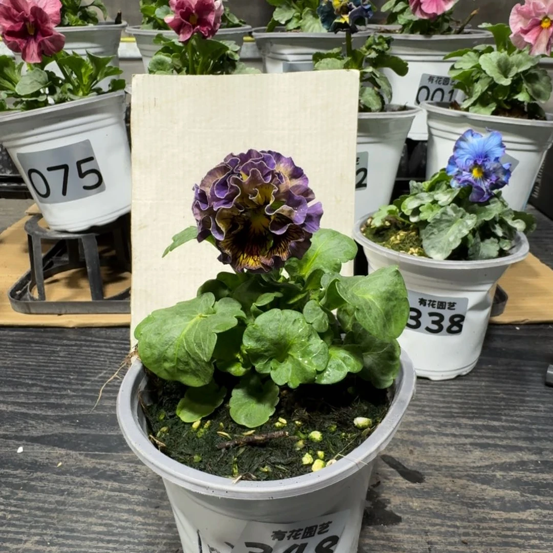 全部花朵348号1021