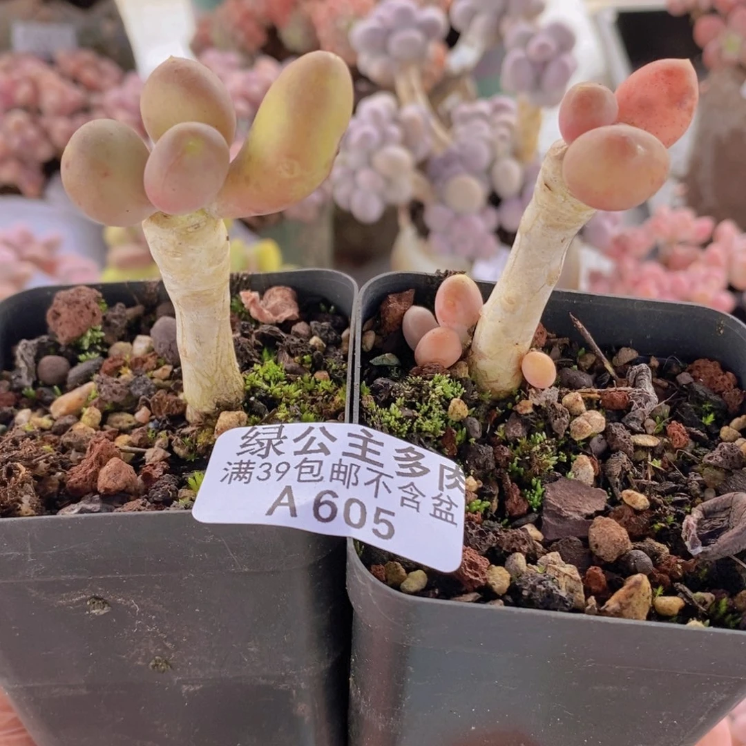 芒果奶2棵605多肉植物
