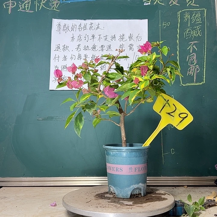 当前无花栽培后可以开花金心双色 129