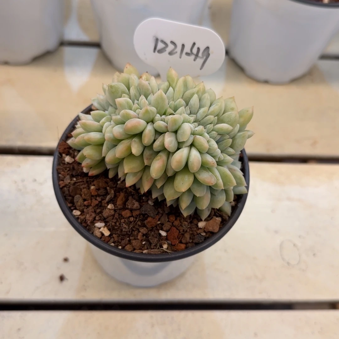 糖***子1221-49梦露白覆轮锦缀