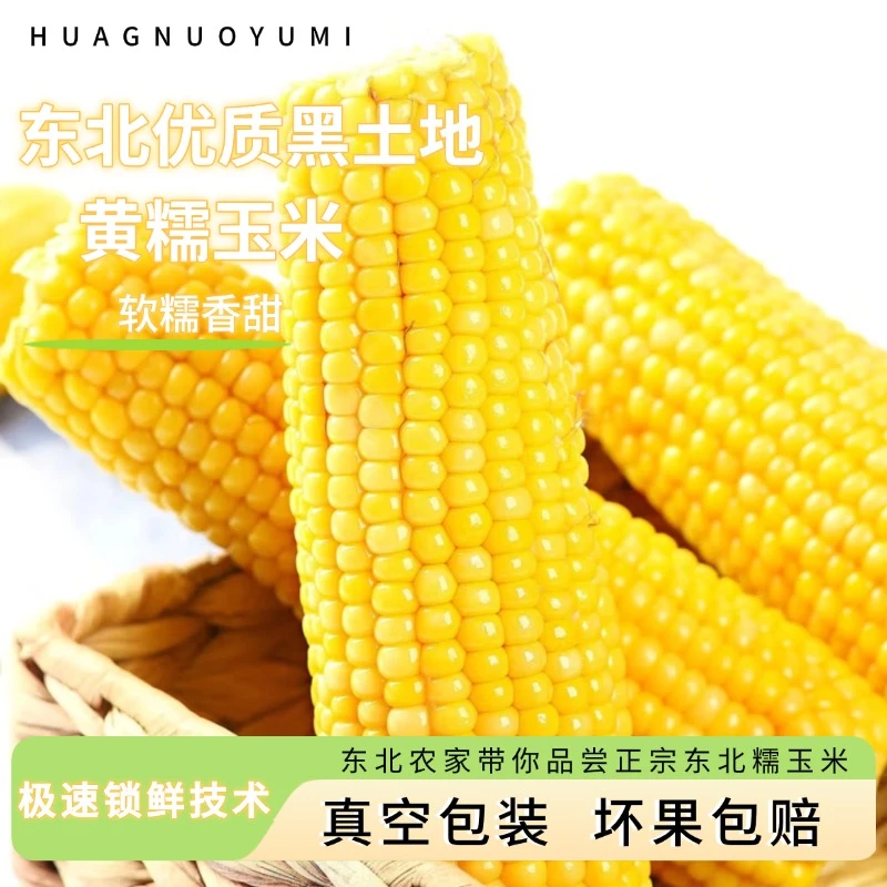 【试吃两根】正宗东北黄糯棒 10根玉米 软糯香甜早餐