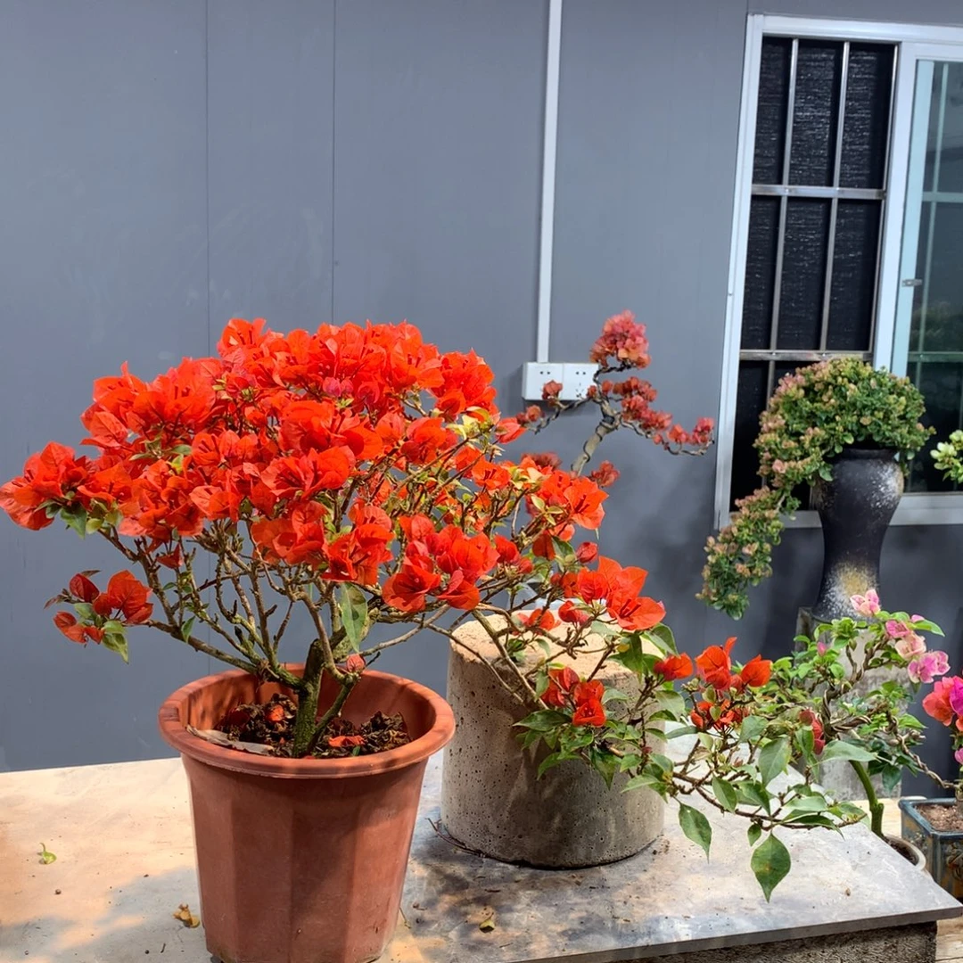 大量花朵（建议范围：8朵-15朵 或40%以上）