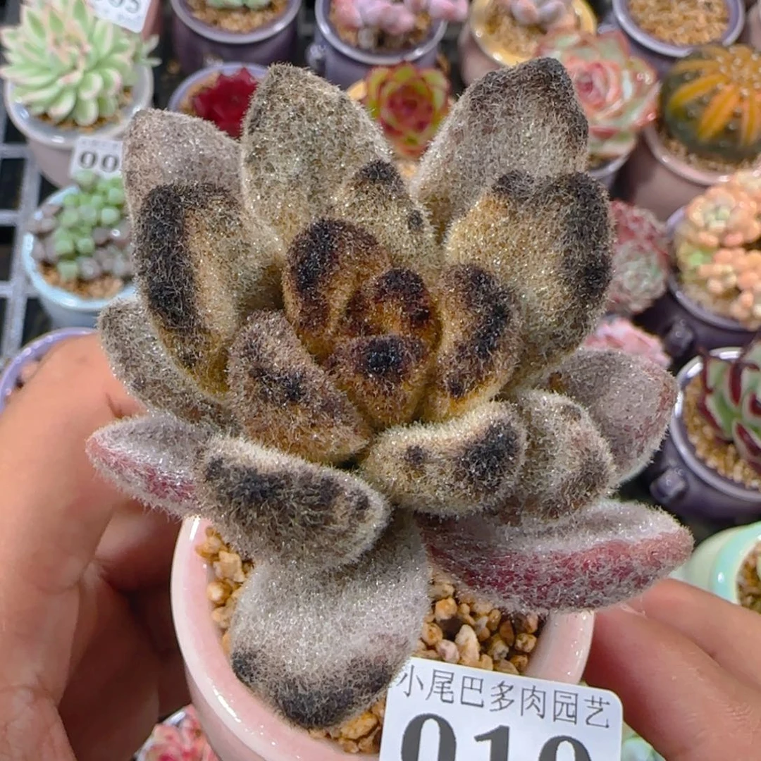 AR小尾巴5CM迷你拇指盆栽精控多肉010