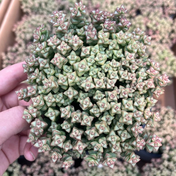 大盆彩色小米星随机一盆多肉植物