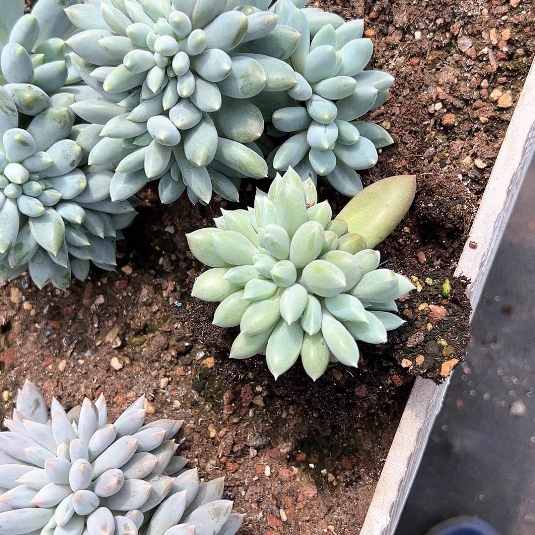 【闪购商品】D***3哥特缀补一个小缀