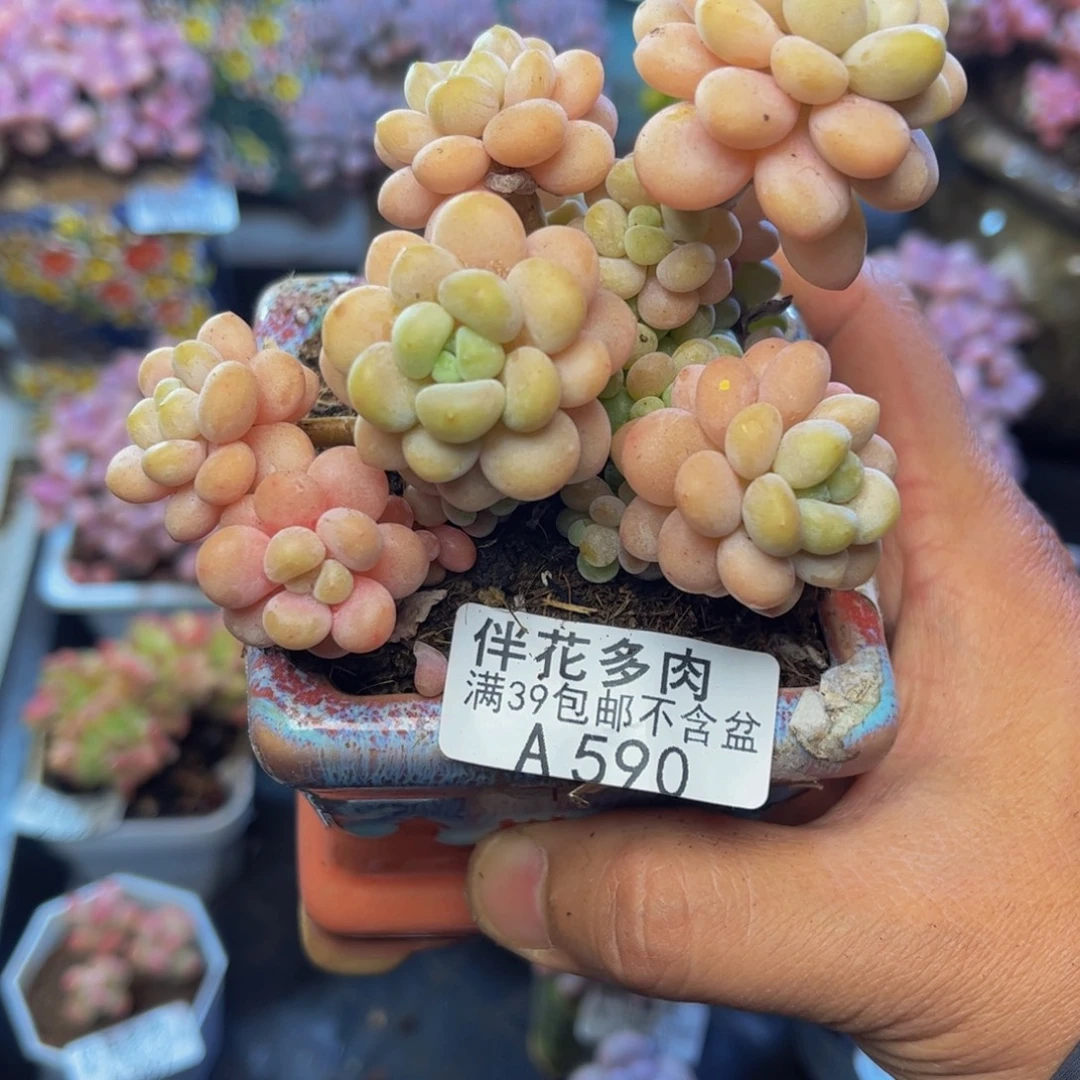 590洛可可7cm多肉