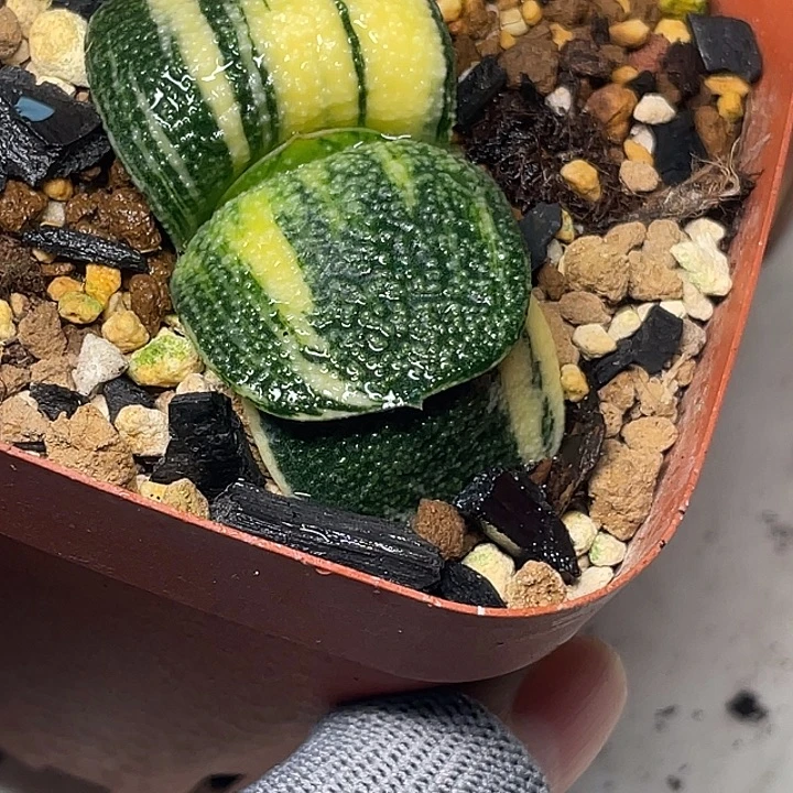 珍珠卧牛锦一物一拍3号