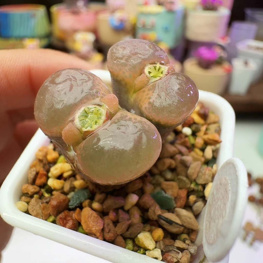 多肉植物福利风铃288