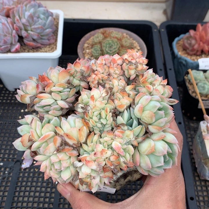 469莎莎女王缀一颗13厘米