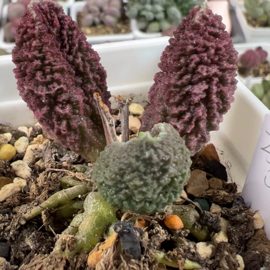 实生新品单头纯木质桩多肉植物水泡