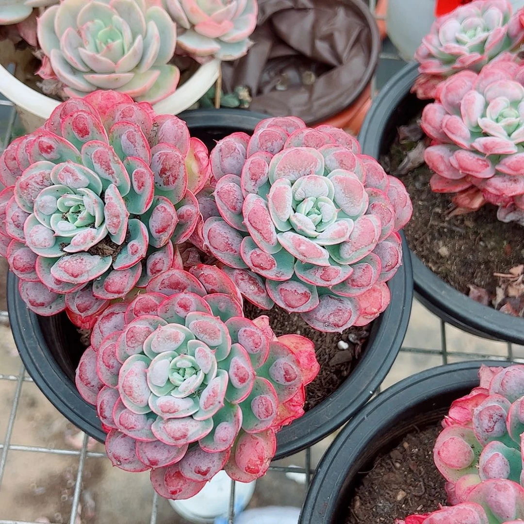 雨滴多头群生精品特价