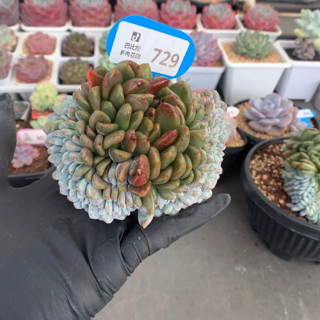 729 星影石化缀瑕疵福利拍