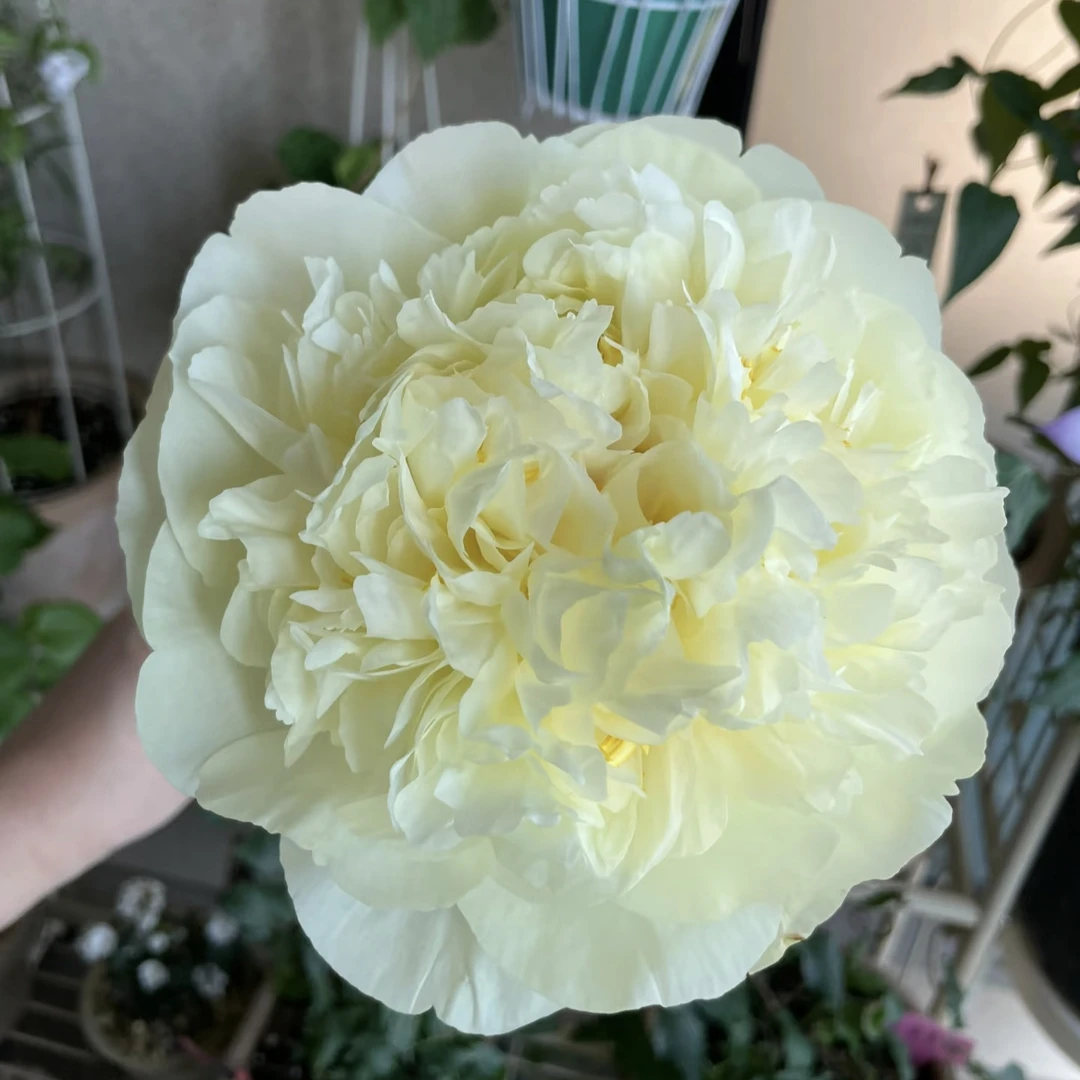 柠檬雪纺进口观赏芍药花苗带根块多年生正宗重瓣大花庭院盆栽芍药