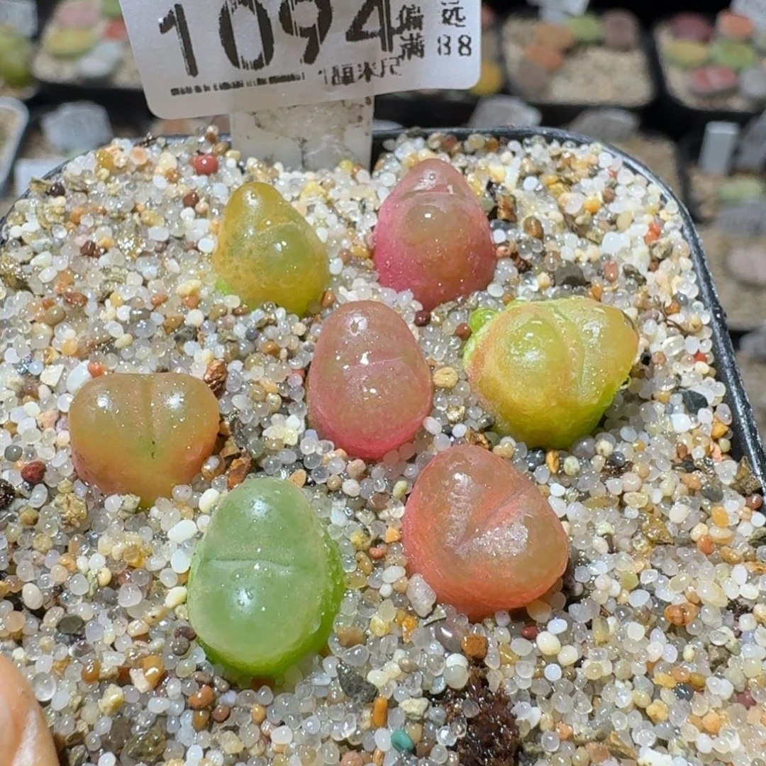 Sss精选优质石头1094