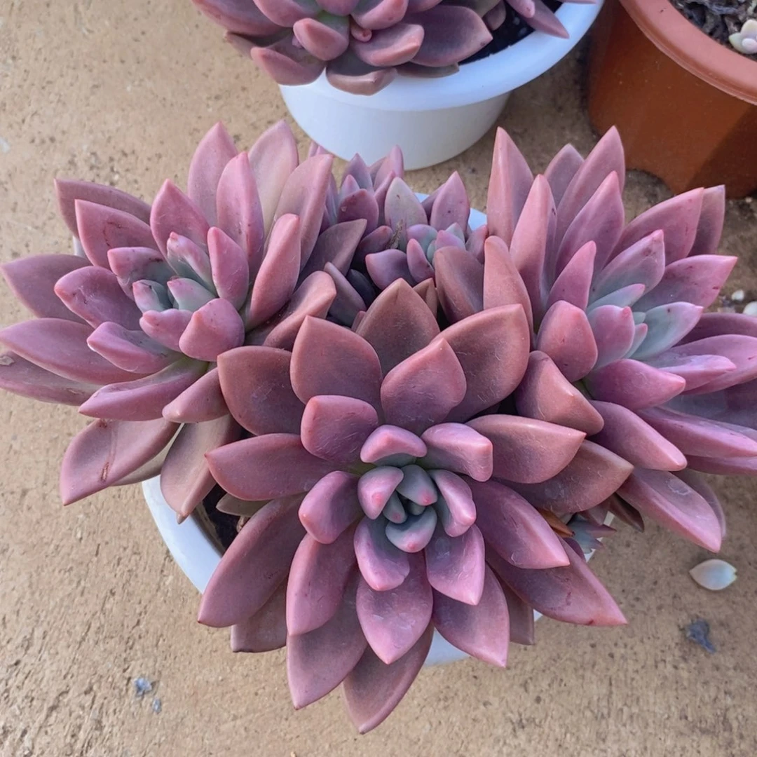 桃花源三大头起发无砍