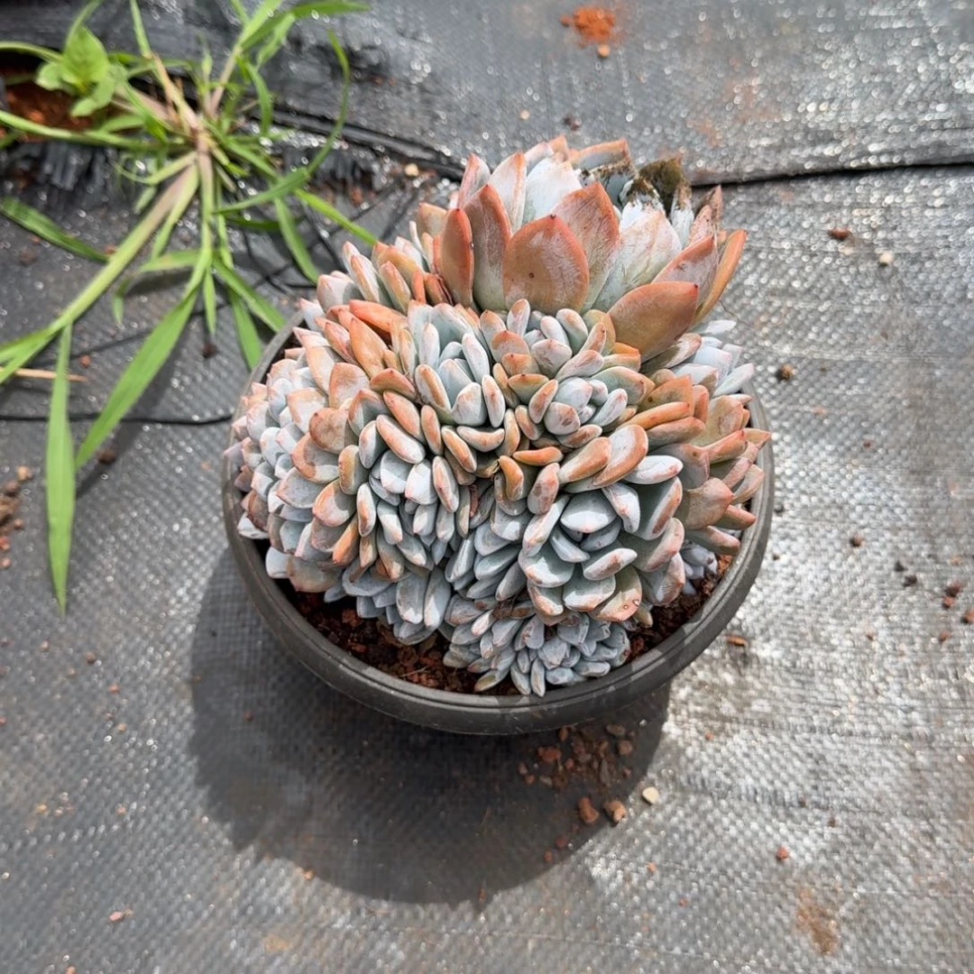 奕***6朵朵橙梦路多肉植物