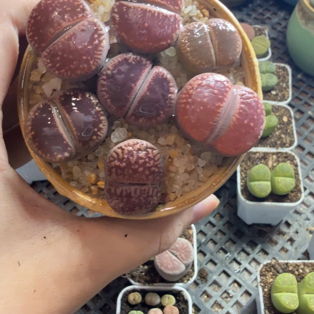 陈***灵多肉植物的生长发育191