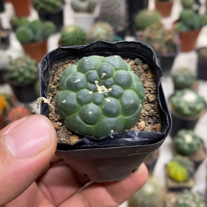 实生龟甲兜特价福利