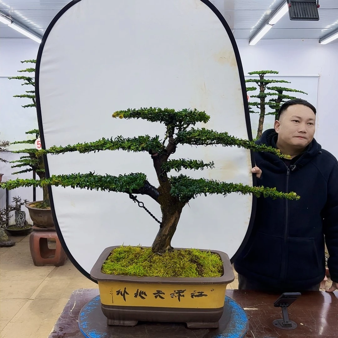 盆景欢迎大家一起来捡漏