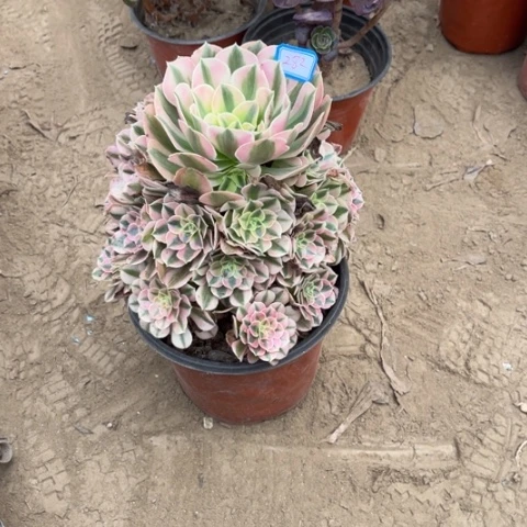 明***脱282多肉植物组合，