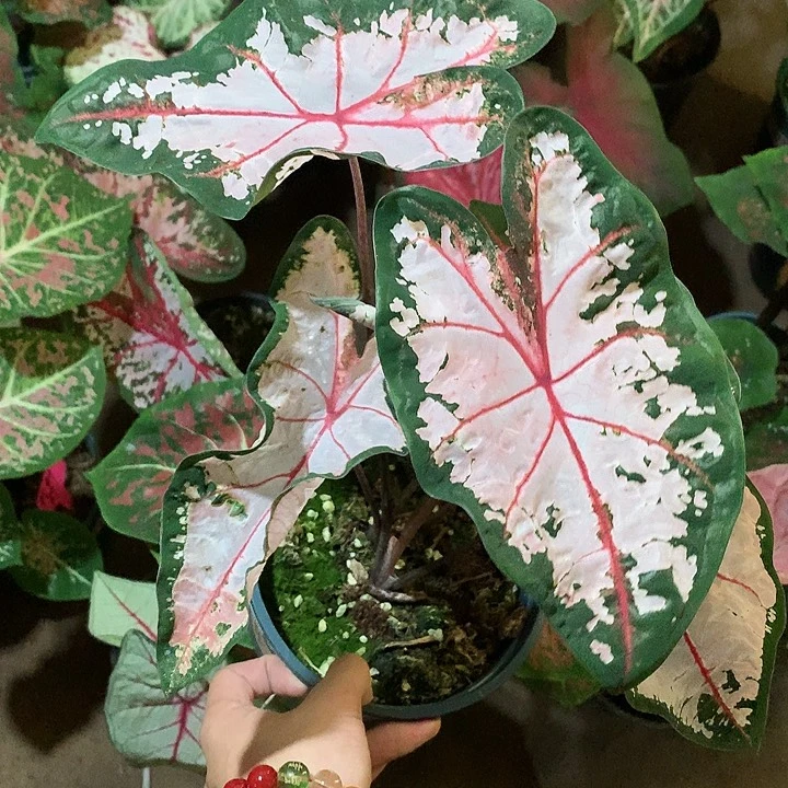 小***子完全开放出状态卡罗琳