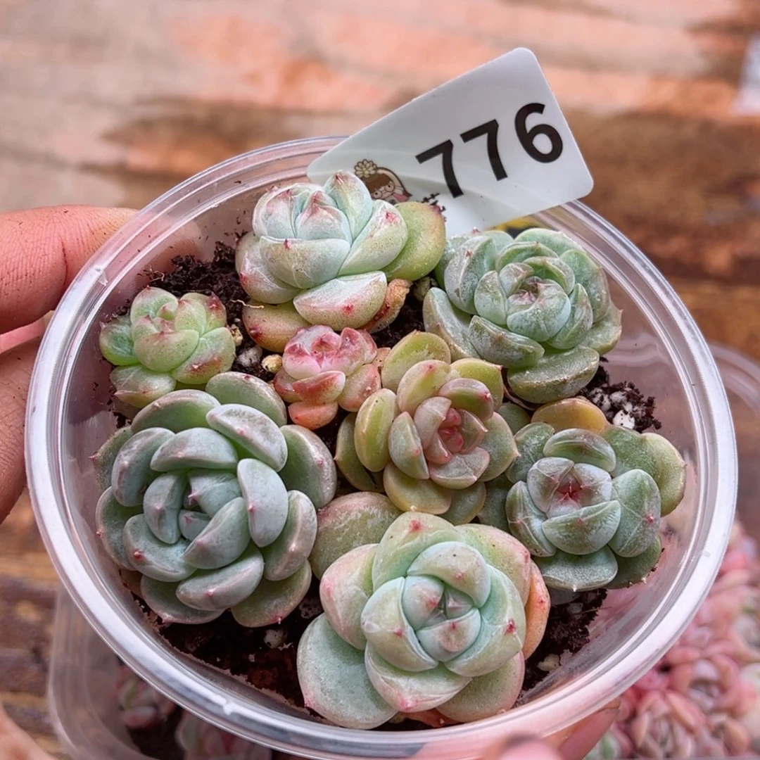 多肉植物多肉植物