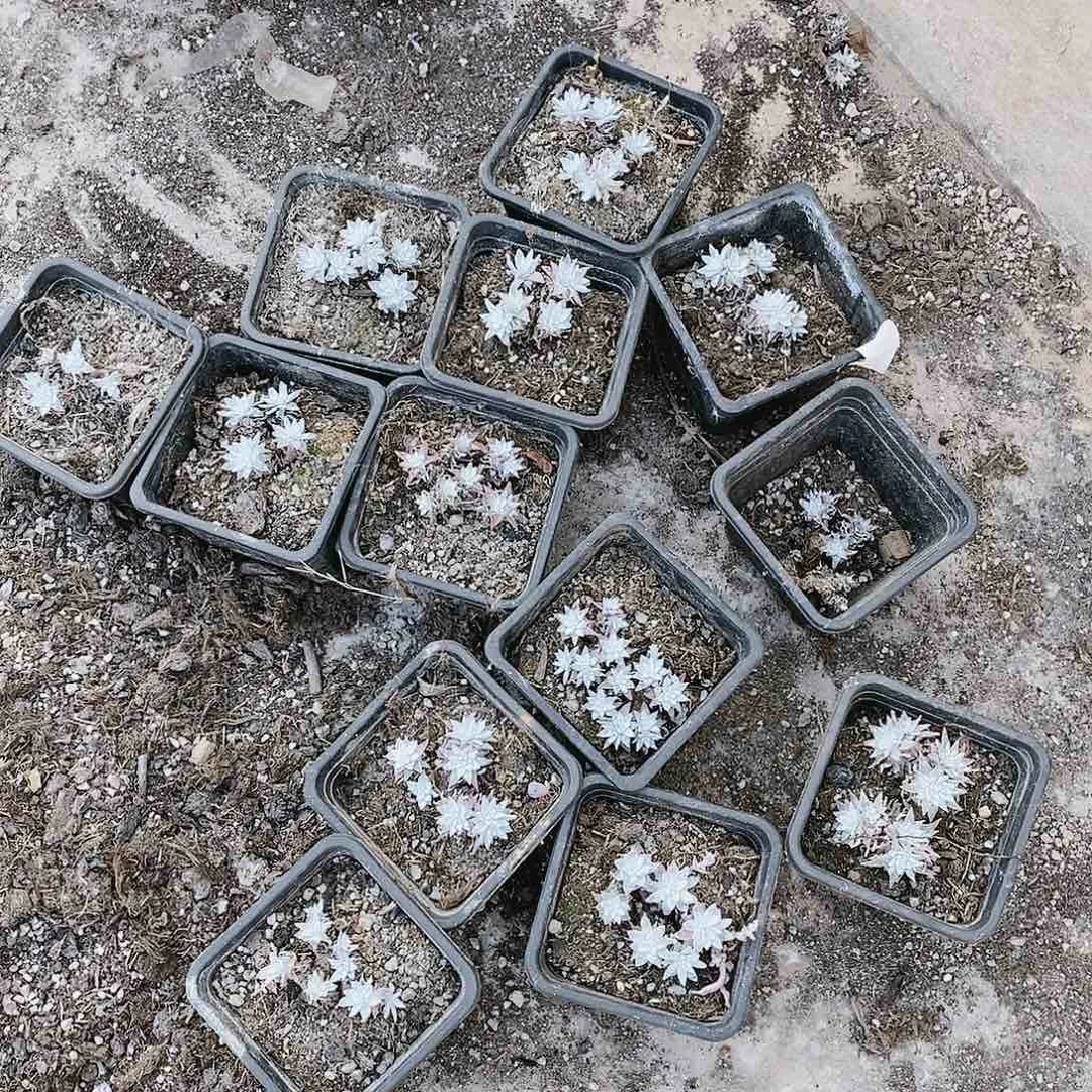 【闪购商品】哈哈哈韩白菊2120多肉