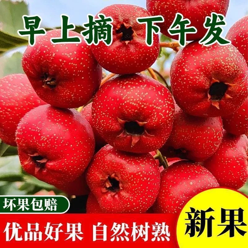 新鲜山楂果大五棱特级大山楂现摘现发鲜山里红果山楂冰糖葫芦
