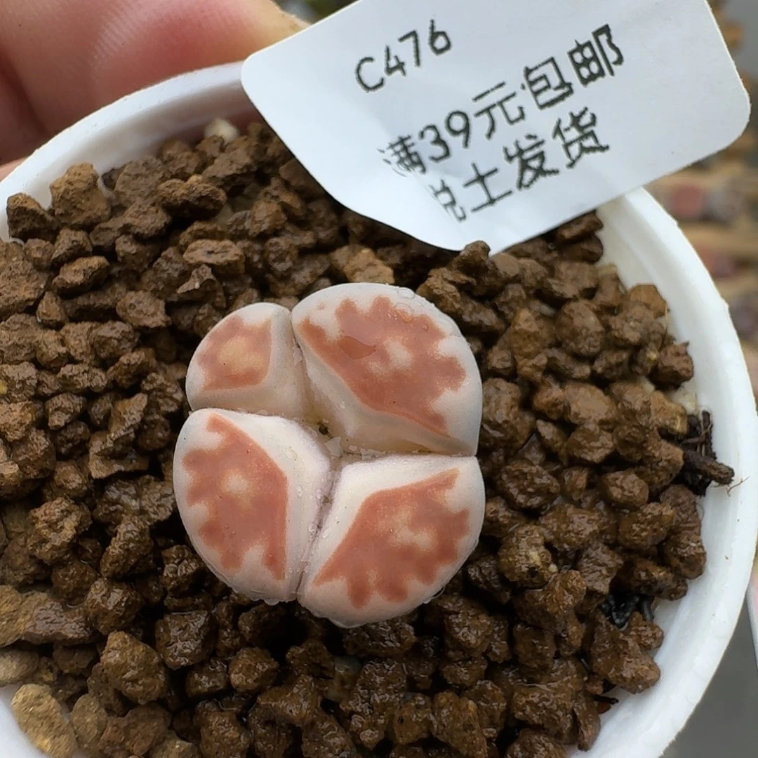 476多肉哈哈哈哈哈哈