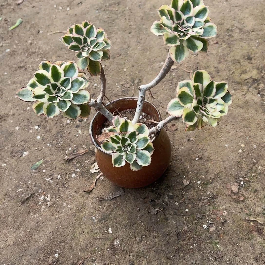 红陶诚***下哈哈哈哈哈计划经济