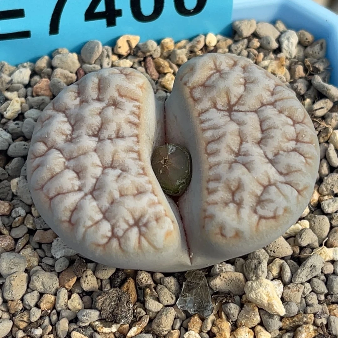 7400凹凸铁189一颗