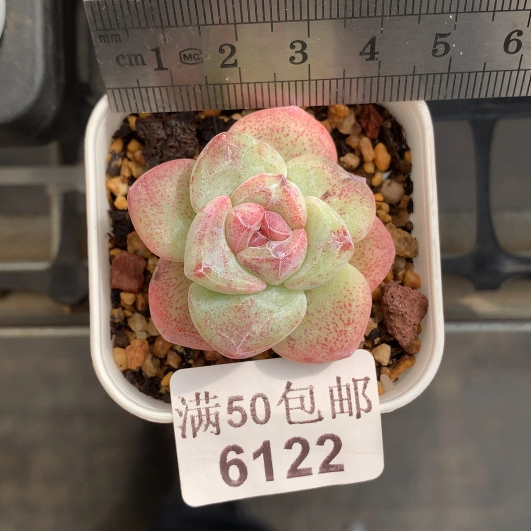 6122。石化紫心冰玉。