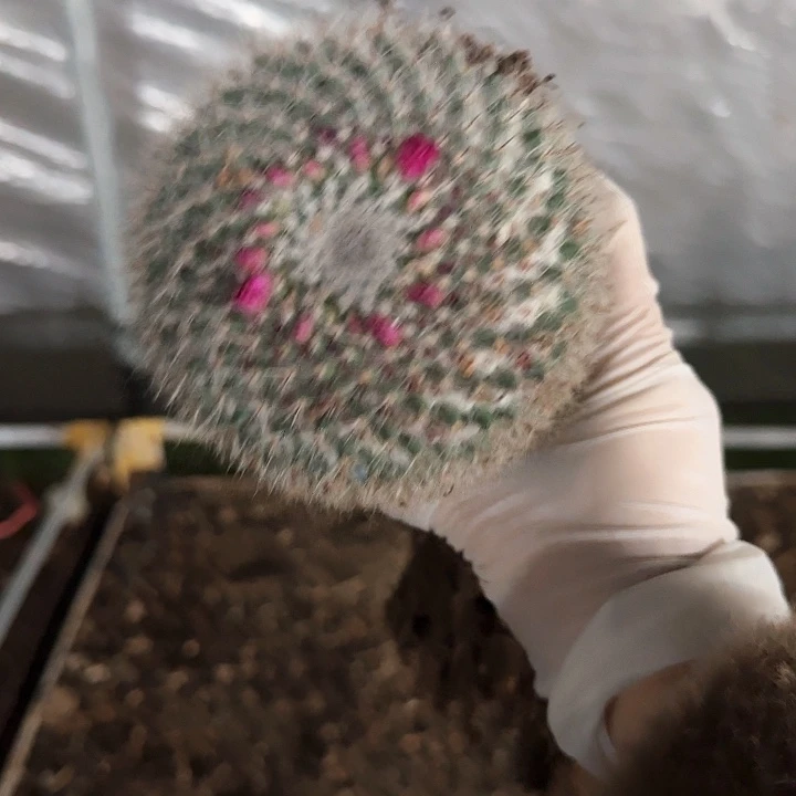 玉翁中号11111111111