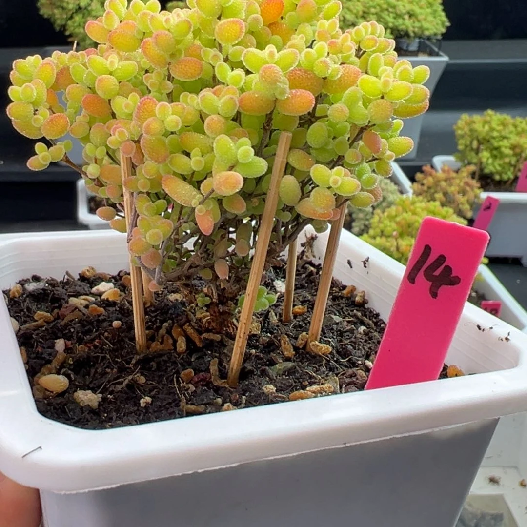 蜜橘糖球14号10cm盆