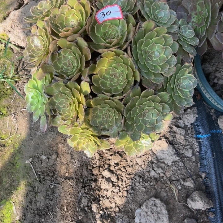 30半夏多肉植物法师
