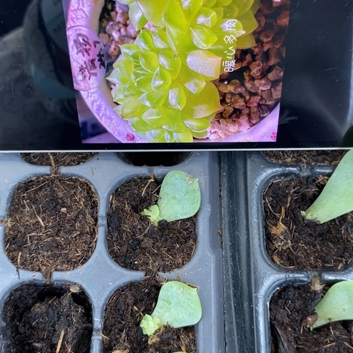 清扬826芽苗一个多肉