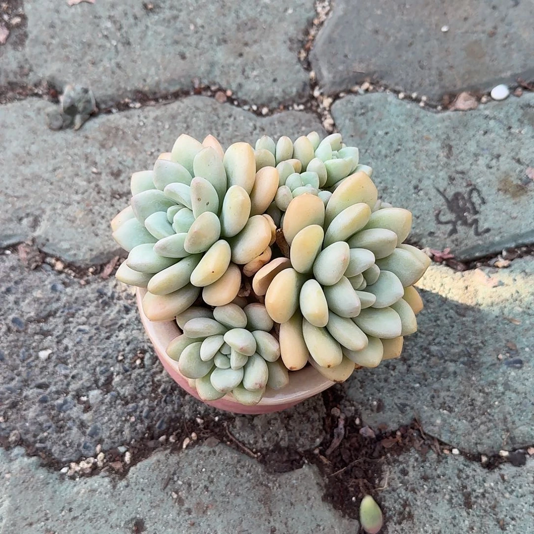 泡泡糖带盆多肉植物