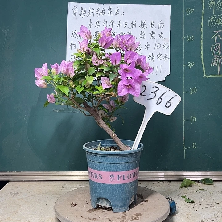 完全开放 巴西紫 造型  2366