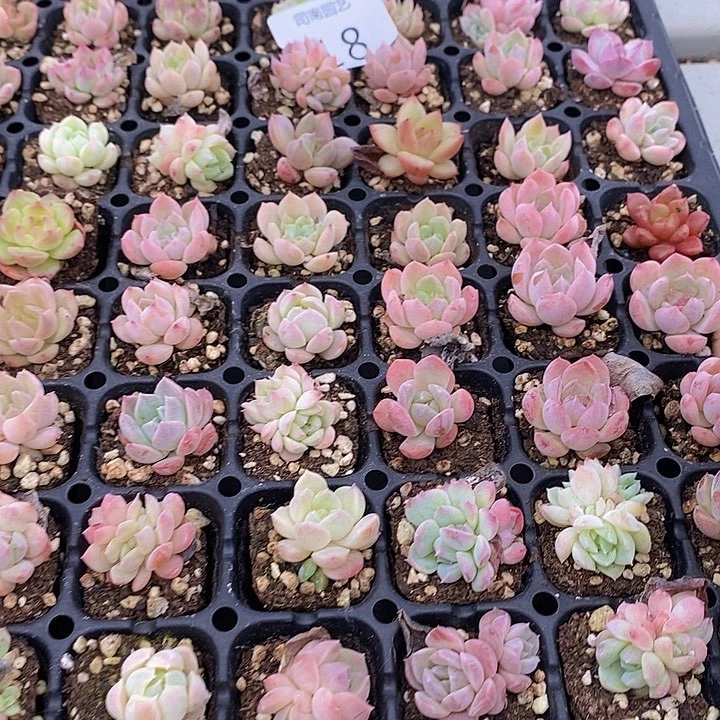 18 多肉植物盆栽花卉植物