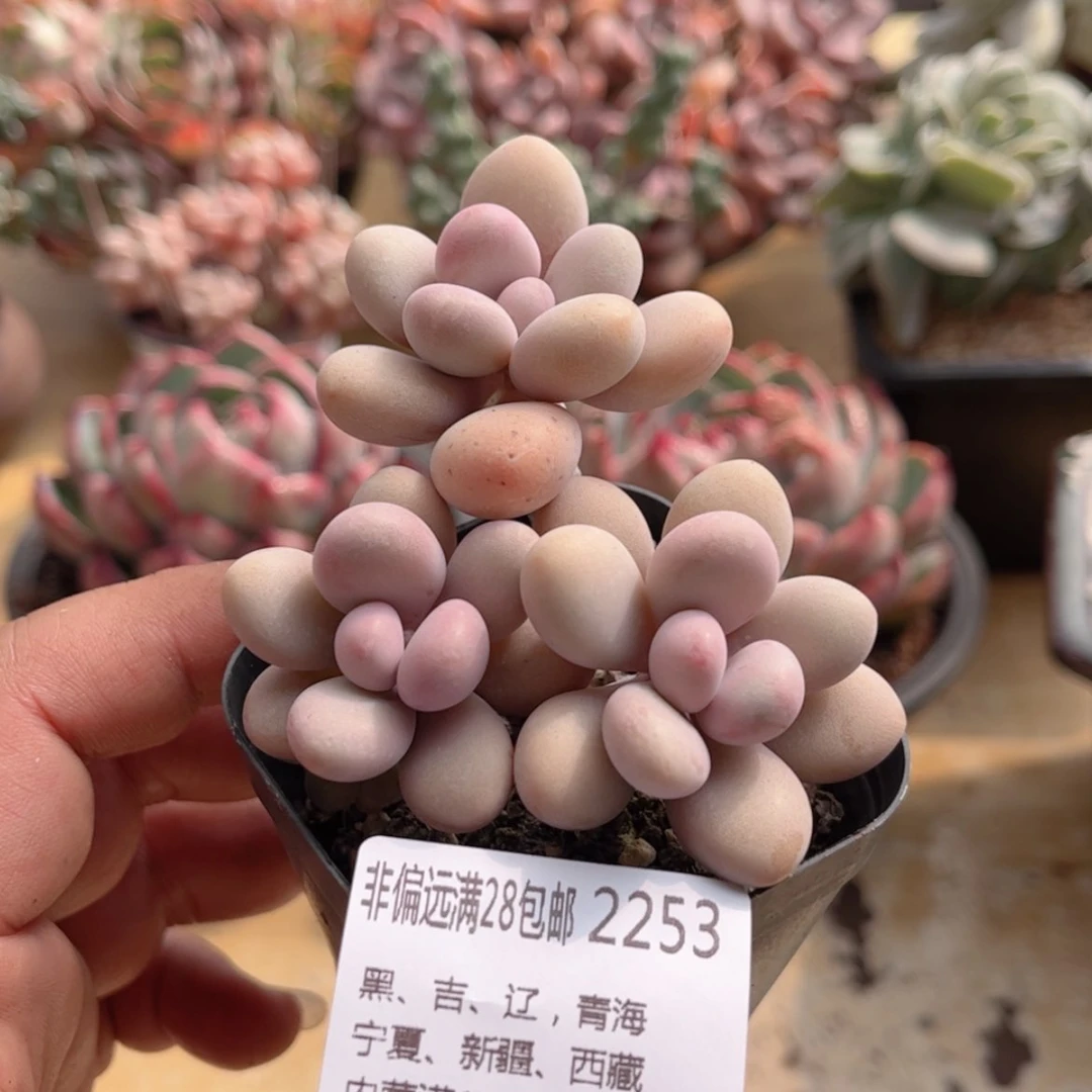 【闪购商品】2253桃蛋