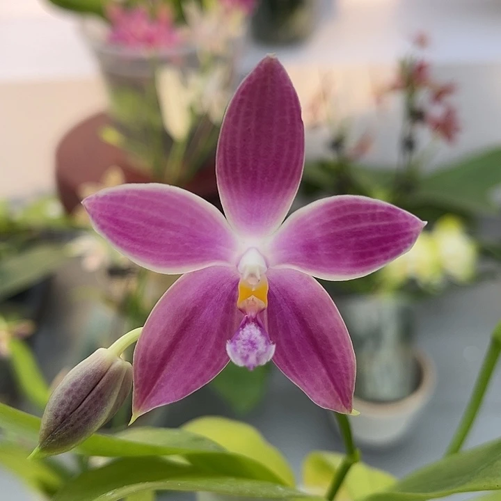 完全开放2.5寸杯BKH2334