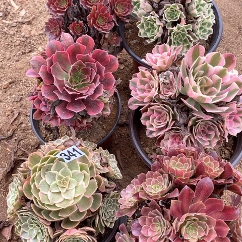 小***卷341六棵法师多肉植物