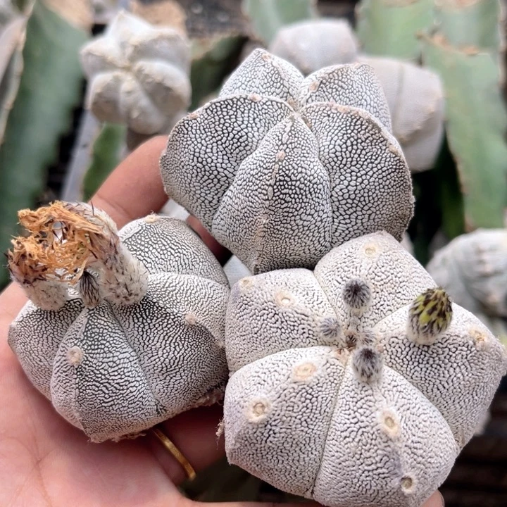 蒽冢鸾凤玉三角嫁接三颗