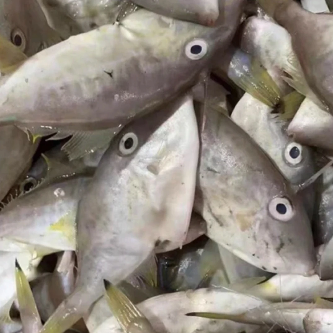 惠来 神泉港 特仔鱼3-5斤