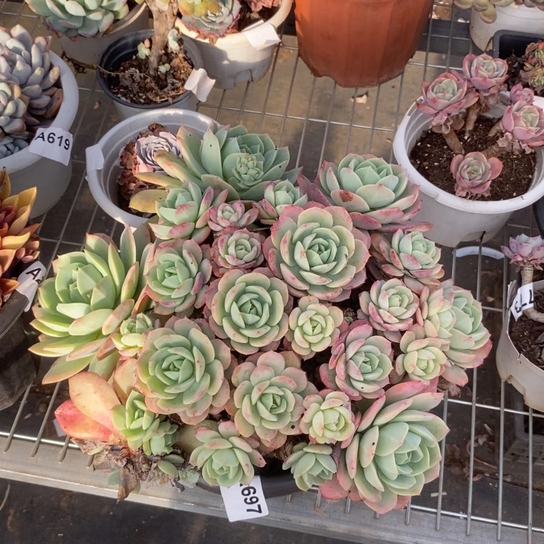 697果冻恋曲一物一拍