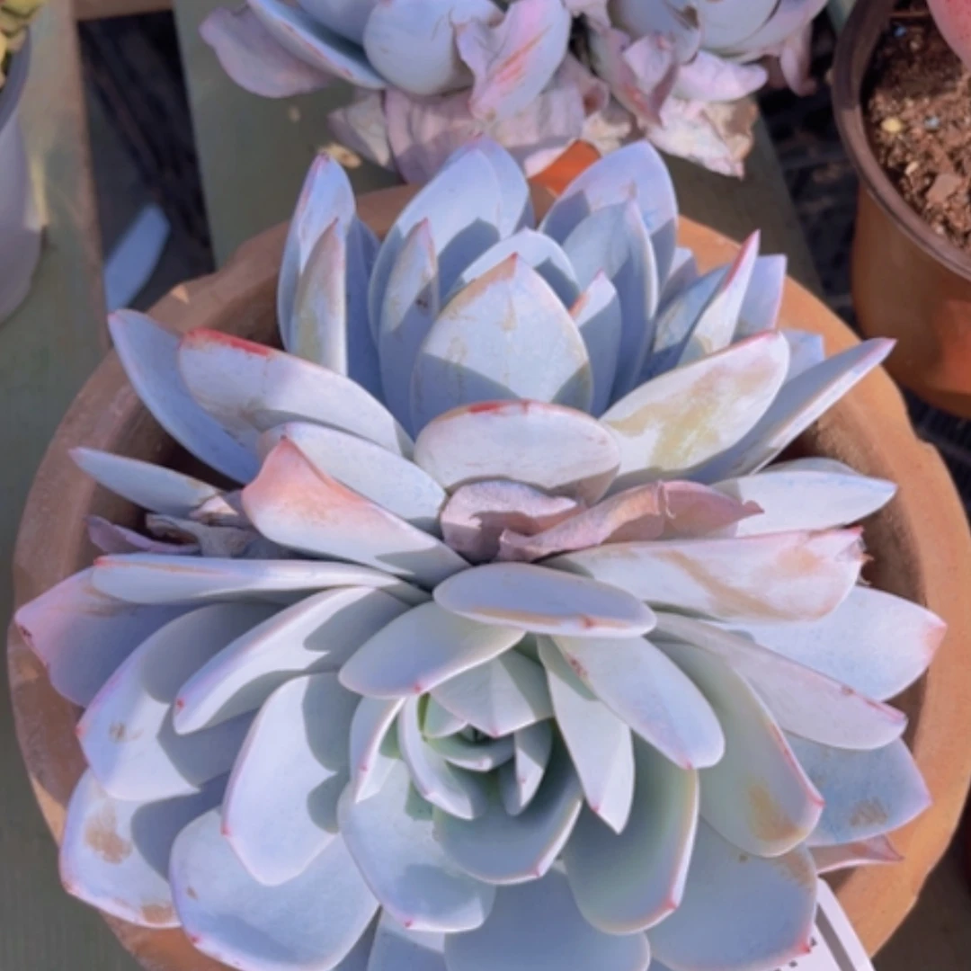 【闪购商品】白莲1771