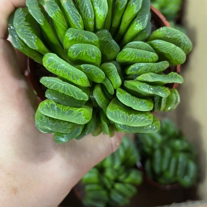 翡翠绿玉扇多肉植物
