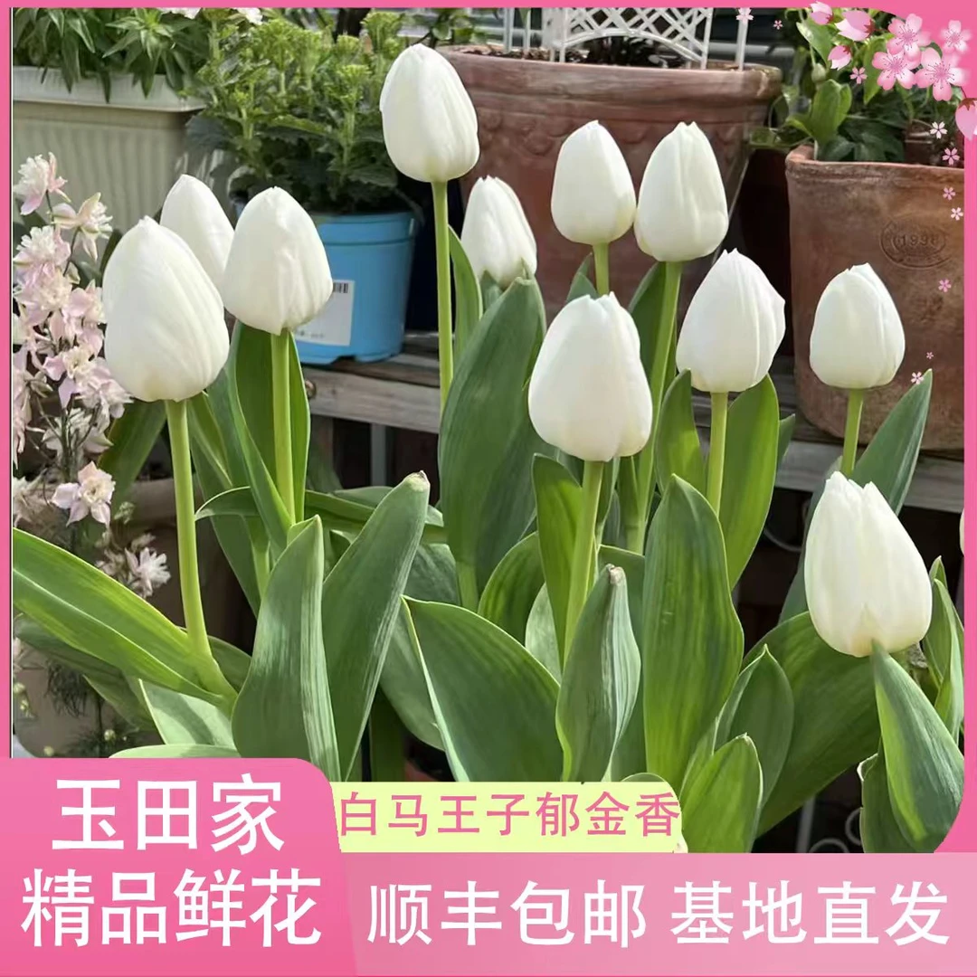土培白马王子郁金香［荷兰进口包对版］《居家办公优选》鲜花